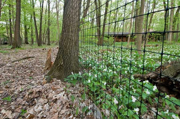 Sue's Fence